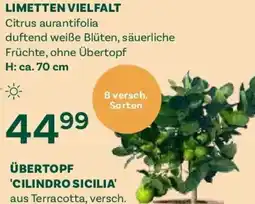Bellaflora Limetten vielfalt Angebot