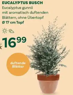 Bellaflora Eucalyptus busch Angebot