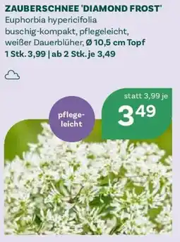 Bellaflora Zauberschnee 'diamond frost' Angebot