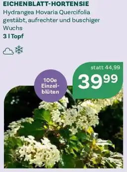 Bellaflora Eichenblatt-hortensie Angebot