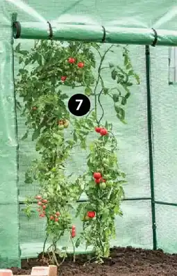 Dehner Tomaten- spiralstab Angebot