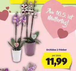 Hofer ORCHIDEE 2-TRIEBER Angebot