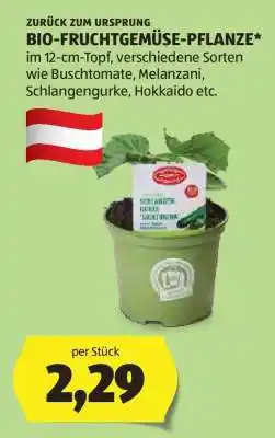 Hofer BIO-FRUCHTGEMÜSE-PFLANZE Angebot