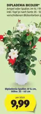 Hofer Dipladenia Spalier, Ø 14 cm, Höhe: 35 - 40 cm Angebot