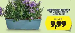 Hofer Balkonkasten bepflanzt mit Glockenblumen (Länge 27 cm) Angebot