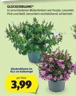 Hofer Glockenblume im 10,5 cm Kulturtopf Angebot