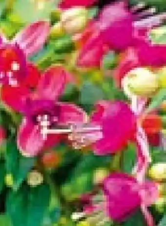 Hellweg Plantiflor Fuchsie Angebot