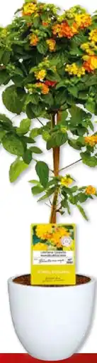 Hellweg Mediterrane Stämme Angebot