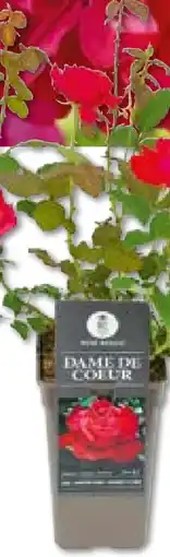 Hellweg Plantiflor Edelrose rot Topf-Durchmesser Angebot