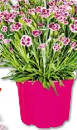 Hellweg Plantiflor Prinzess-Nelke Angebot