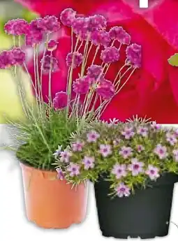 Hellweg Plantiflor Stauden-Mix Biene Maja Angebot