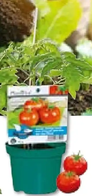 Hellweg Plantiflor Veredelte Salattomate Angebot
