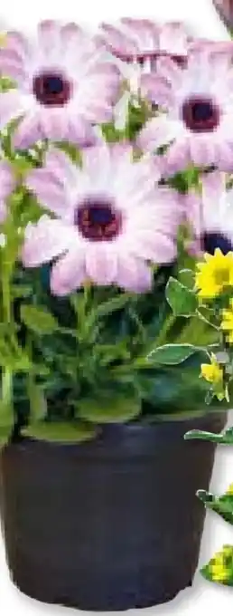 Hellweg Plantiflor Kapkörbchen Angebot