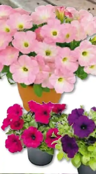 Hellweg Plantiflor Petunie Angebot