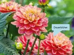 Hellweg Dahlie Angebot