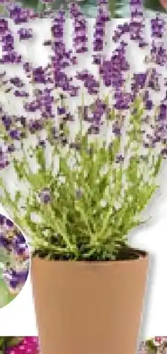 Hellweg Plantiflor Lavendel Munstead Angebot