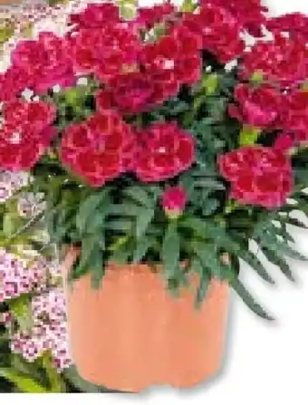 Hellweg Plantiflor Teneriffanelke Angebot