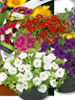 Hellweg Zauberglöckchen Angebot