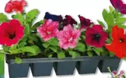 Hellweg Plantiflor Eisbegonie Topf Durchmesser Angebot