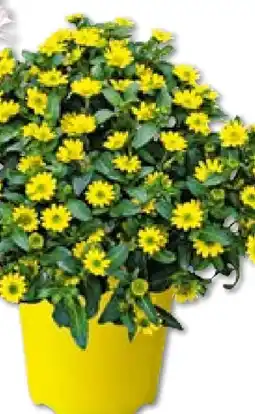 Hellweg Plantiflor Husarenknopf Angebot