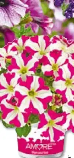 Hellweg Petunien-Sondersorten Angebot