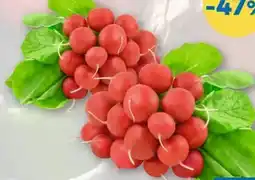 T&G Radieschen Angebot