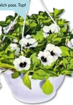 Hellweg Plantiflor Ampelpflanze Angebot