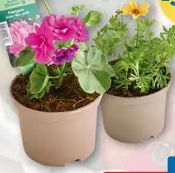 T&G Balkonpflanzen Angebot