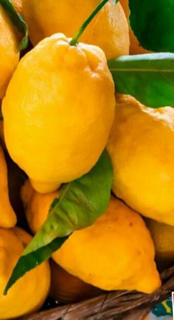 SPAR Gourmet Zitronen Angebot