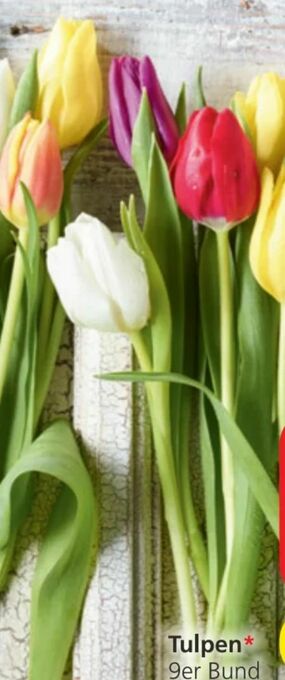 Spar Tulpen Angebot