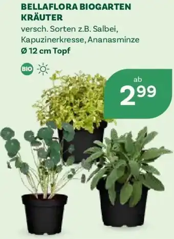 Bellaflora biogarten kräuter