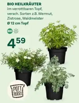 Bellaflora Bio heilkräuter Angebot