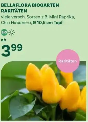 Bellaflora biogarten raritäten