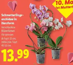 Lidl Schmetterlings- orchidee in Herzform Angebot