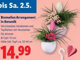 Lidl Bromelien Arrangement in Keramik Angebot