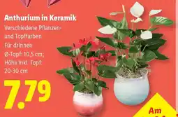 Lidl Anthurium in Keramik Angebot