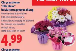 Lidl Chrysantheme Elle Fleur in Muttertagsverpackung Angebot