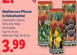 Lidl Mediterrane Pflanzen in Faltschachtel Angebot