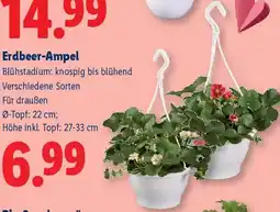 Lidl Erdbeer Ampel Angebot