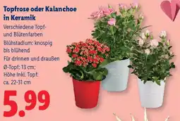 Lidl Topfrose oder Kalanchoe in Keramik Angebot