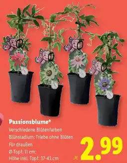 Lidl Passionsblume Angebot