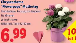 Lidl Chrysantheme Flowerpops Muttertag Angebot