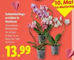 Lidl Schmetterlingsorchidee in Herzform Angebot