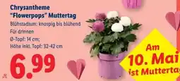 Lidl Chrysantheme “Flowerpops” Muttertag Angebot