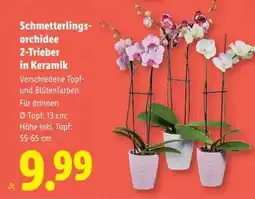 Lidl Schmetterlingsorchidee 2-Trieber in Keramik Angebot