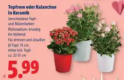 Lidl Topfrose oder Kalanchoe in Keramik Angebot
