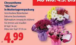 Lidl Chrysantheme „Elle Fleur“ in Muttertagsverpackung Angebot