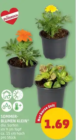 PENNY Sommer- blumen klein Angebot