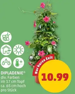 PENNY Dipladenie Angebot