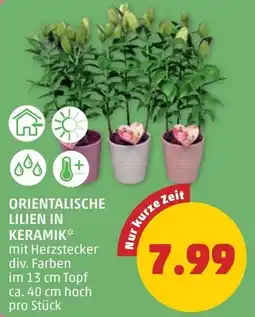 PENNY Orientalische lilien in keramik Angebot